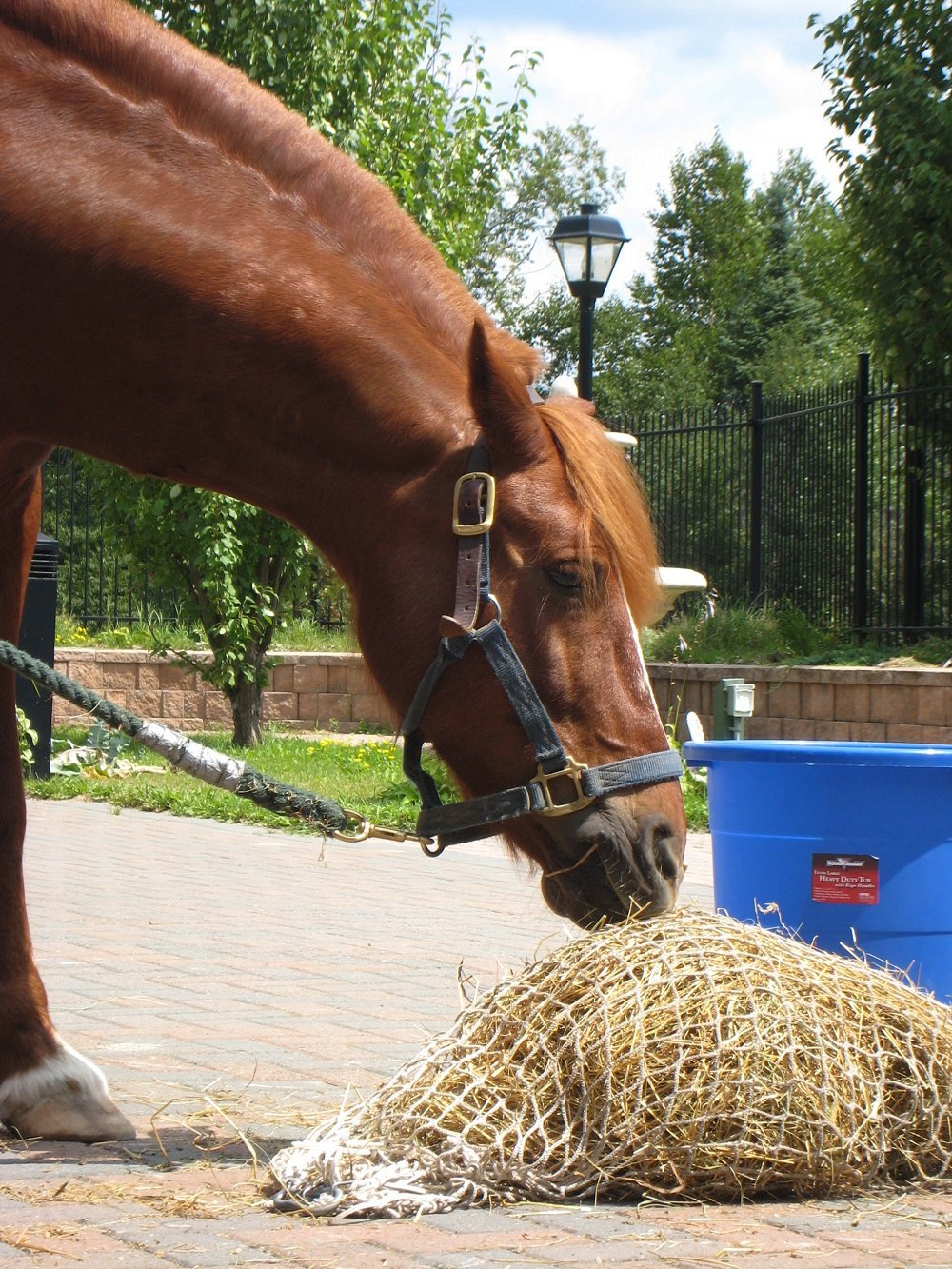 Long Term Care pet therapy horse